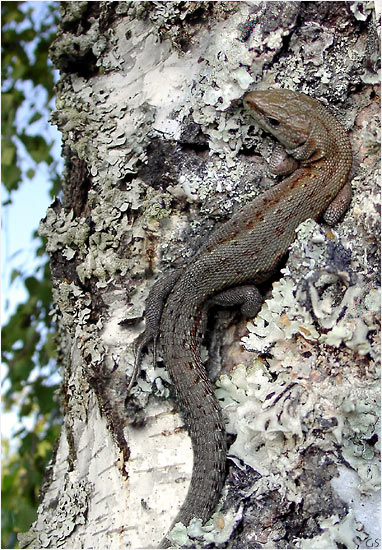 photo "White tree`s owner" tags: macro and close-up, 