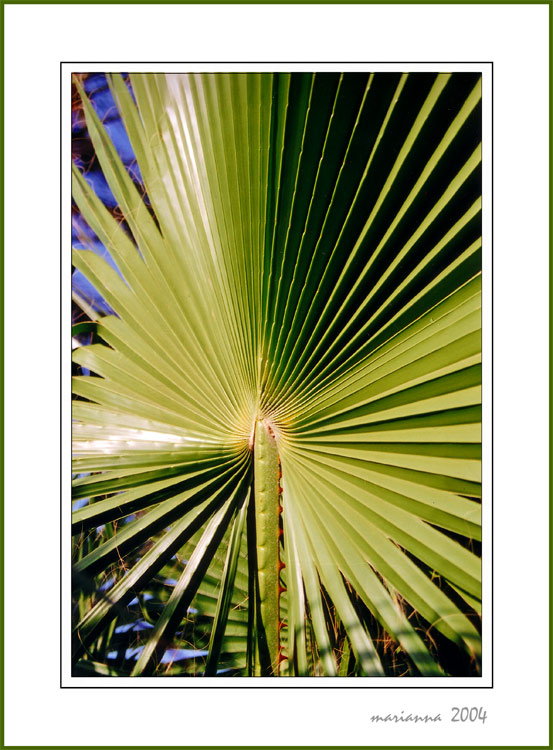 photo "Green rhythms" tags: landscape, travel, Africa, summer