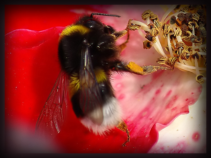 photo "Bumblebee" tags: macro and close-up, nature, insect