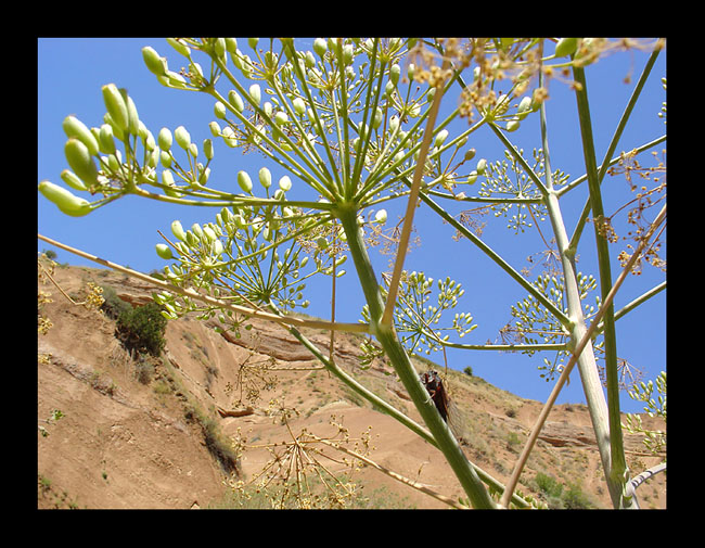 фото "Зной пустыни" метки: природа, цветы