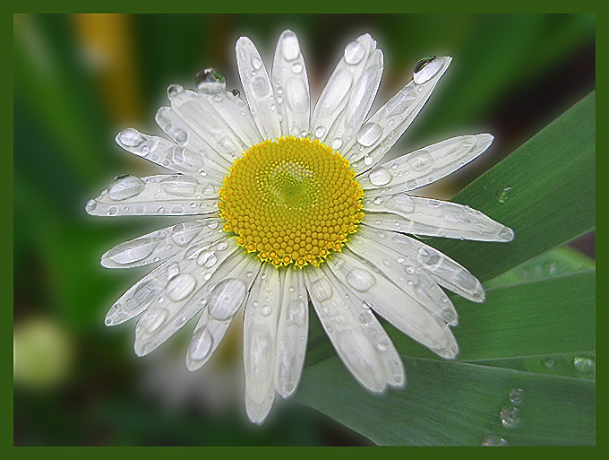 photo "after a rain" tags: macro and close-up, nature, flowers