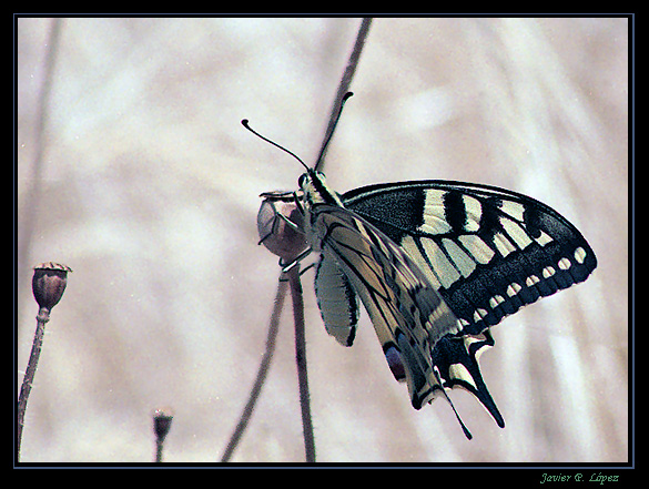 photo "Papilio machaon" tags: macro and close-up, nature, insect