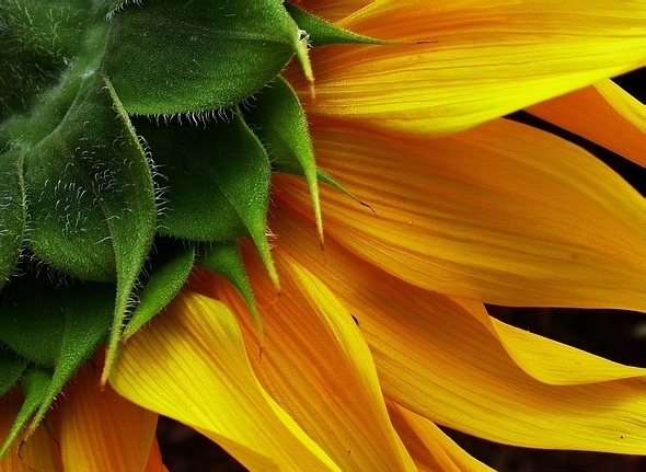 photo "Curves 2" tags: macro and close-up, 