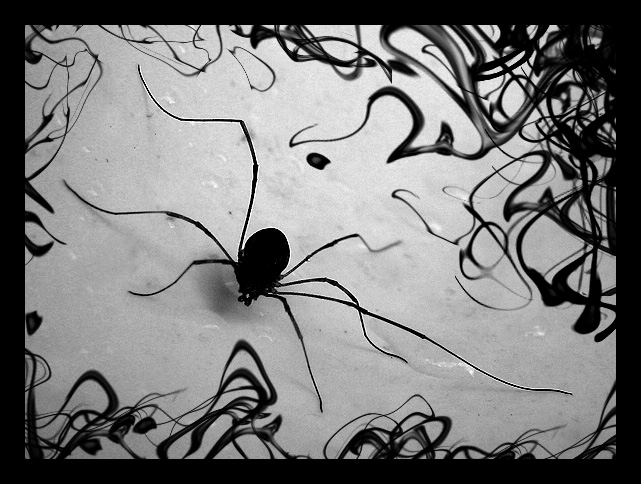 фото "паук" метки: природа, макро и крупный план, насекомое