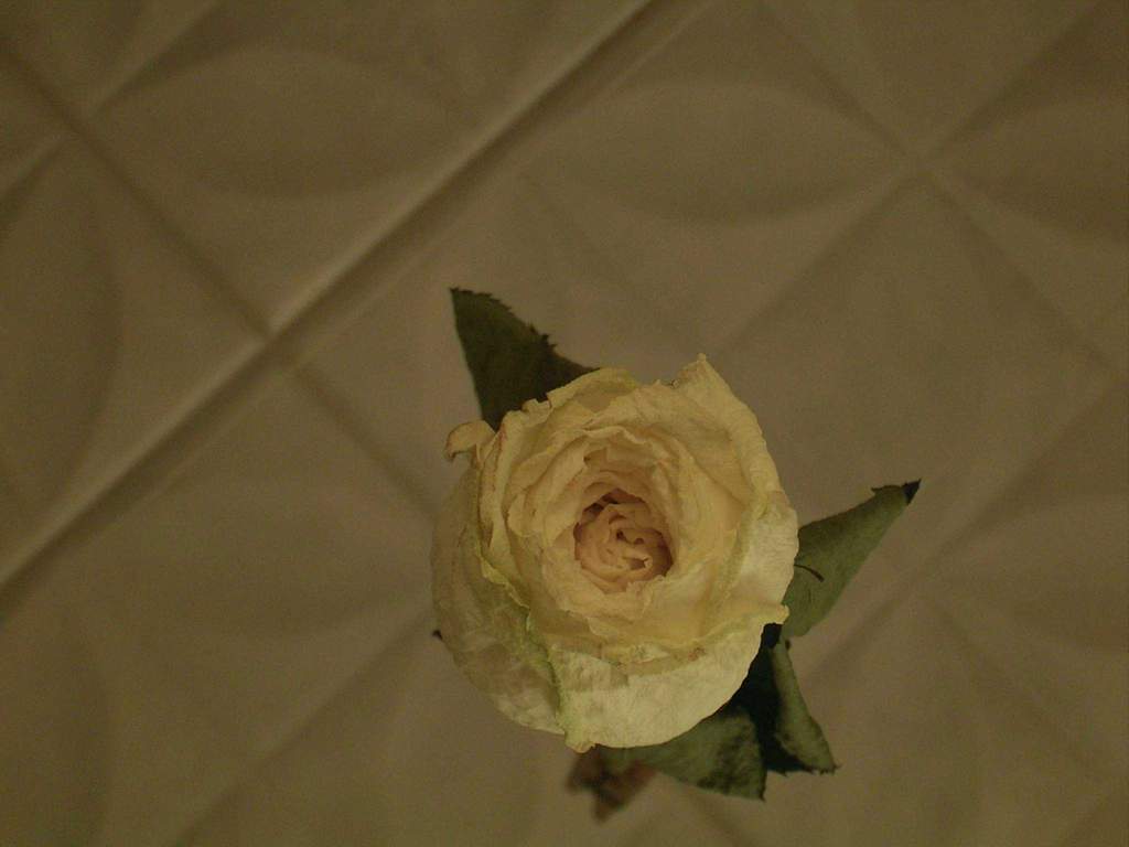 фото "my little rose" метки: природа, цветы