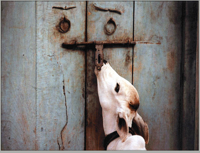 photo "cowdoor" tags: genre, travel, Asia