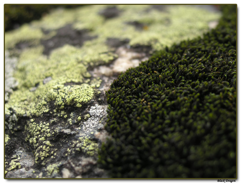 photo "MOSSing green coverlets" tags: macro and close-up, nature, flowers