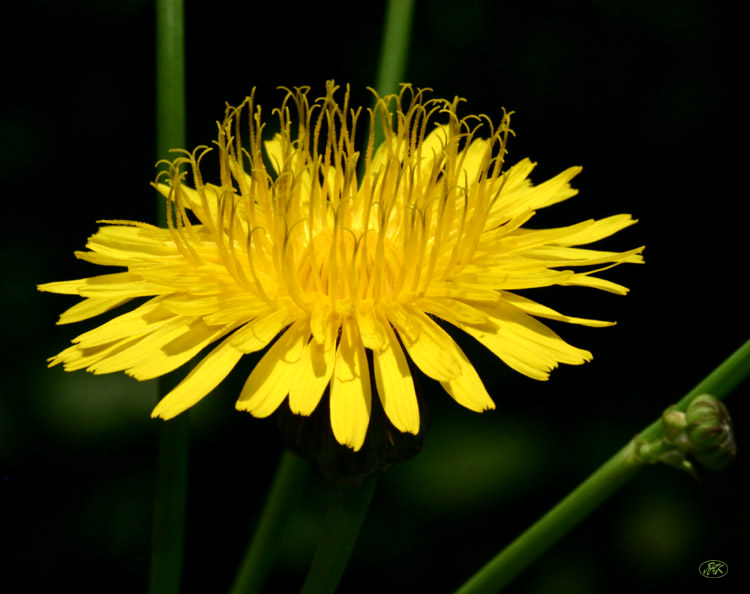 фото "Солнечный" метки: природа, макро и крупный план, цветы