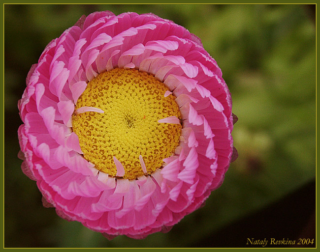 photo "Diaphragm" tags: nature, macro and close-up, flowers