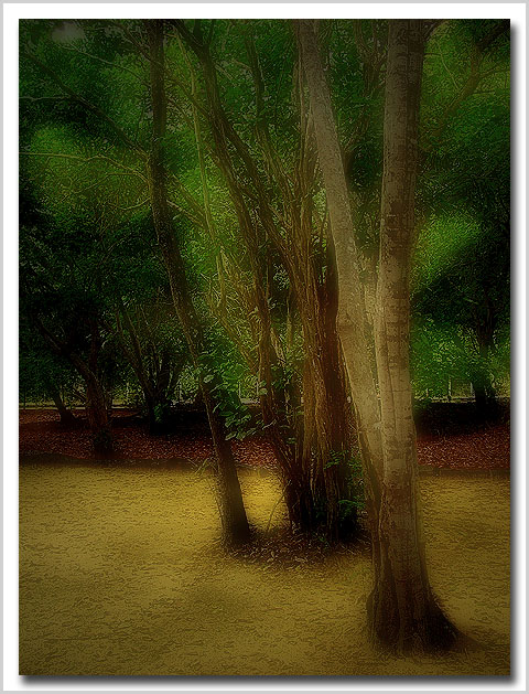 photo "Dunes park II" tags: misc., 