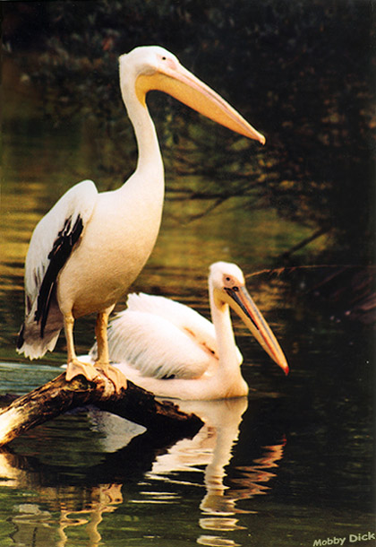 photo "family portrait" tags: nature, wild animals