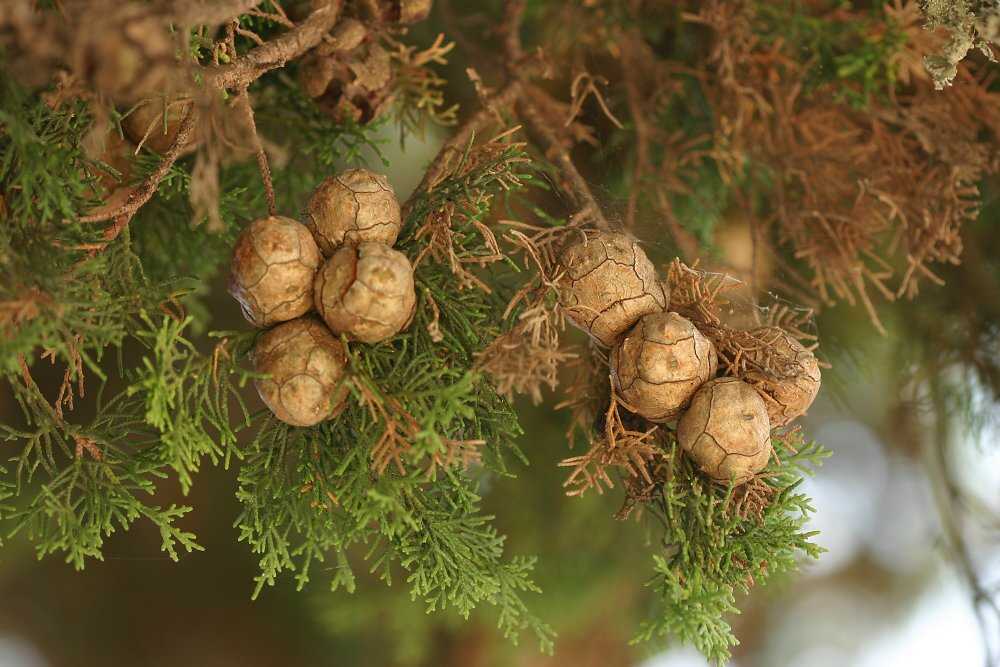 photo "Tree detail" tags: nature, flowers