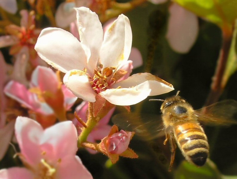фото "Flying Bee" метки: природа, насекомое, цветы