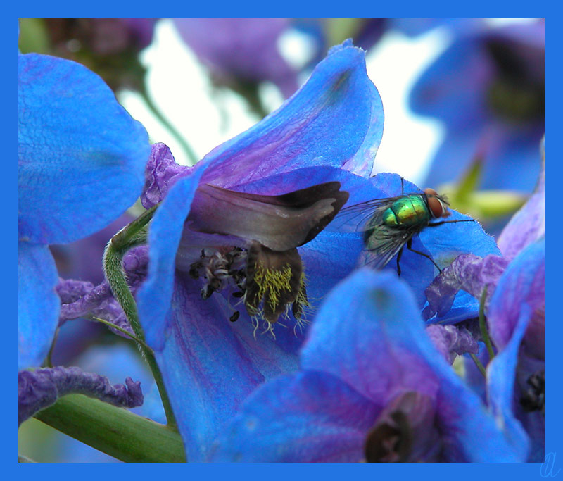 photo "Rhapsody in Blue" tags: macro and close-up, 