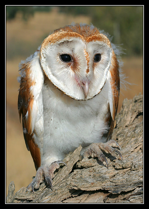photo "Barn Owls - Tyto alba" tags: nature, wild animals