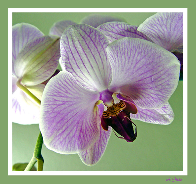 photo "Lilac Orchid" tags: nature, macro and close-up, flowers