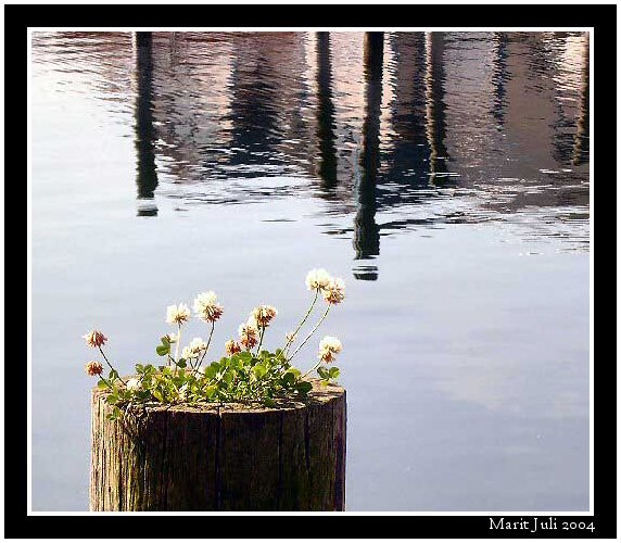 photo "All alone." tags: montage, nature, flowers