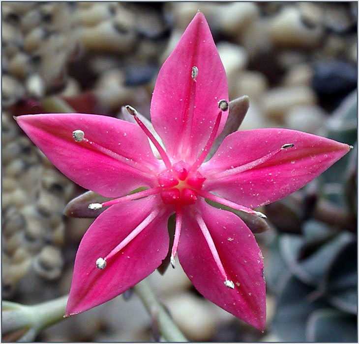 photo "a star 007" tags: macro and close-up, nature, flowers