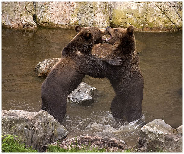 photo "Bears" tags: nature, wild animals