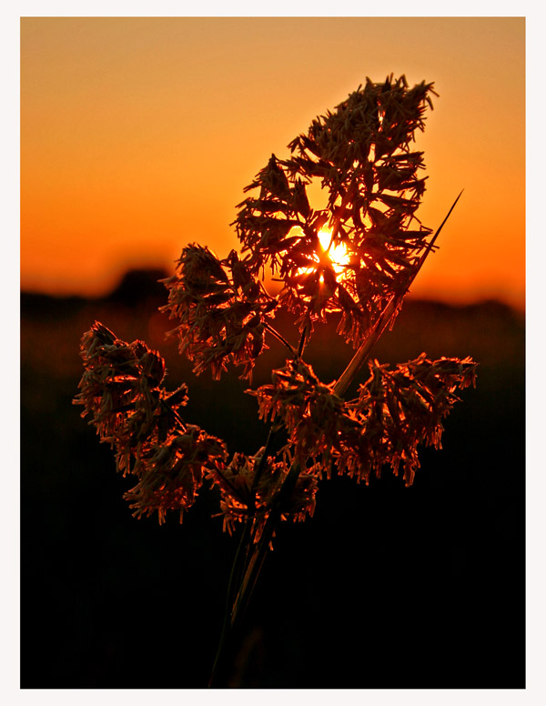 photo "Sunset in the gras" tags: nature, flowers