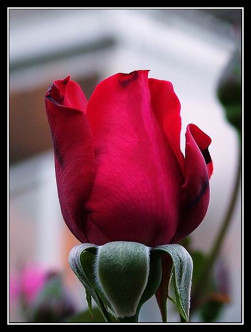 photo "Rose...red..." tags: nature, flowers