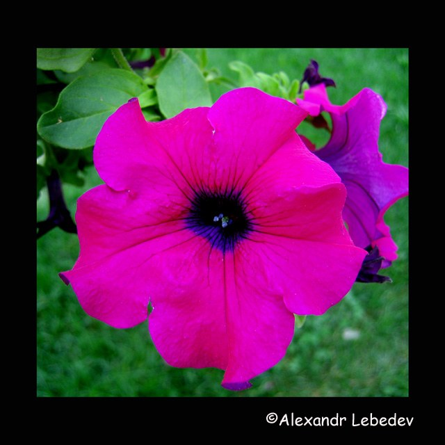 фото "Все краски лета #5" метки: природа, макро и крупный план, цветы