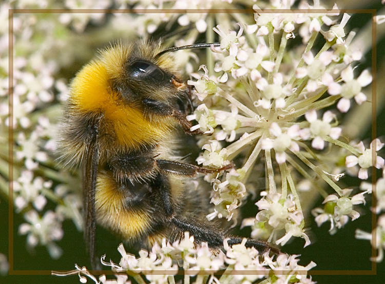 photo "" The shaggy bumblebee, on fragrant... "" tags: nature, macro and close-up, insect