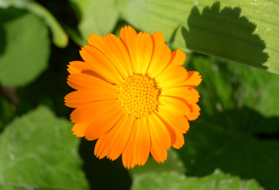 photo "The new  summer sun." tags: macro and close-up, nature, flowers