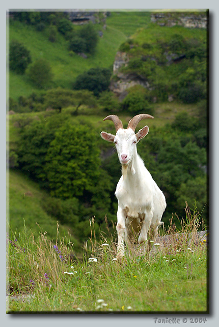 photo "Untitled photo" tags: nature, landscape, mountains, pets/farm animals