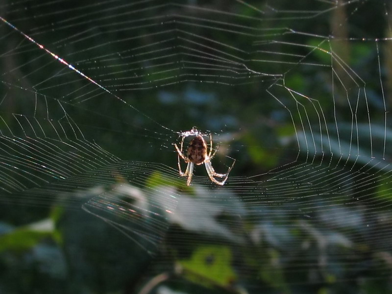 фото "паутина" метки: макро и крупный план, природа, насекомое