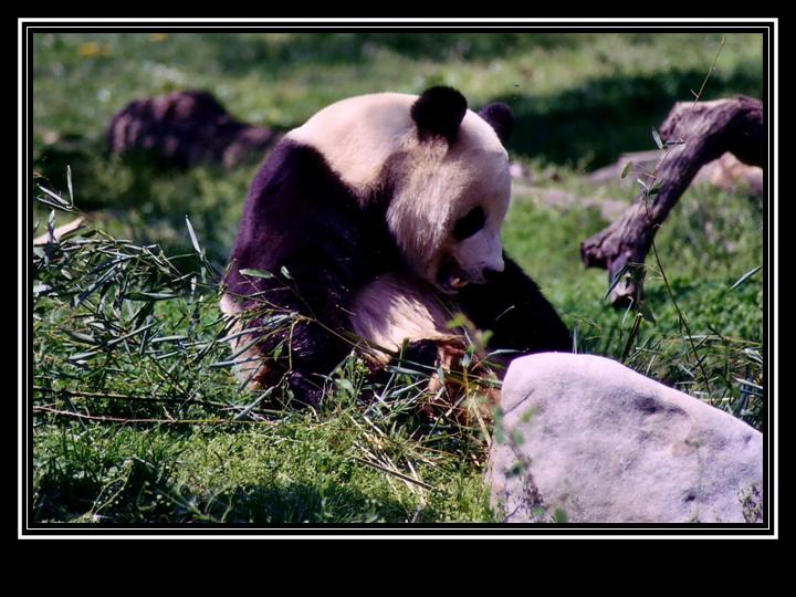 photo "Panda in Washington D.C." tags: nature, wild animals