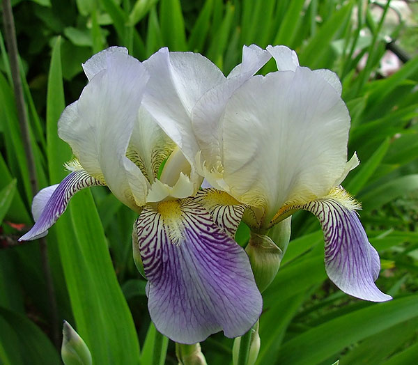 photo "TWO. Spring, spring..." tags: macro and close-up, nature, flowers