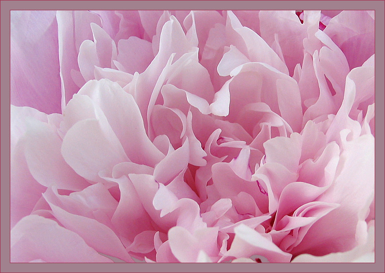 photo "In pink color" tags: nature, macro and close-up, flowers