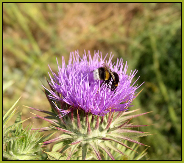 photo "***" tags: nature, insect