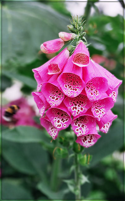 photo "Handbells" tags: macro and close-up, nature, flowers