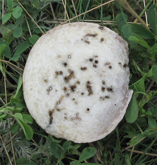 фото "Срез червивого гриба" метки: макро и крупный план, природа, 
