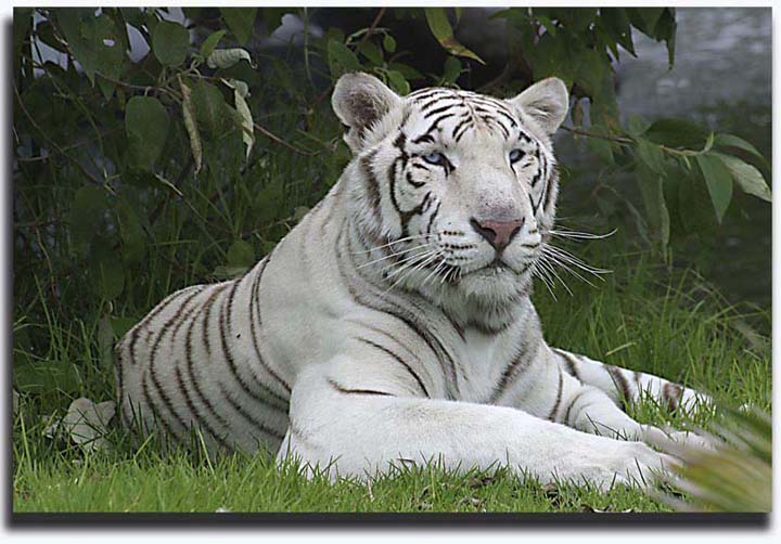 photo "tigre" tags: nature, travel, wild animals