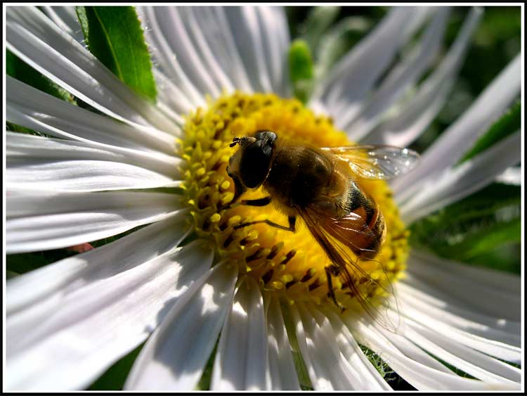 photo "Aster and a bee" tags: nature, insect