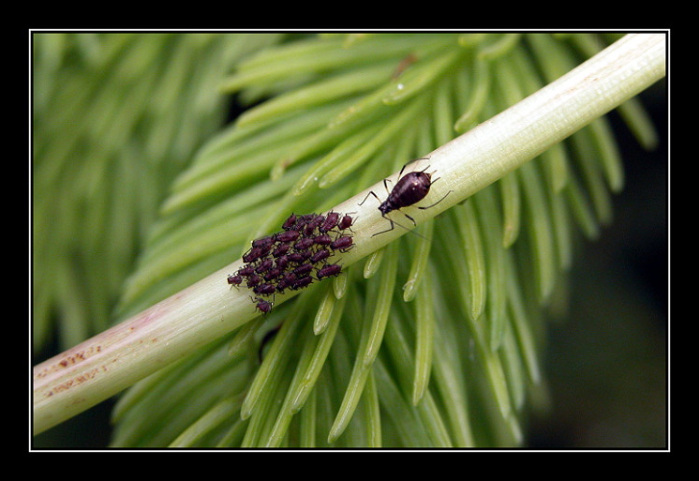 фото "Выводок" метки: природа, макро и крупный план, насекомое