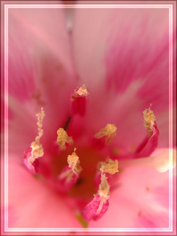 photo "TENDERNESS" tags: macro and close-up, nature, flowers