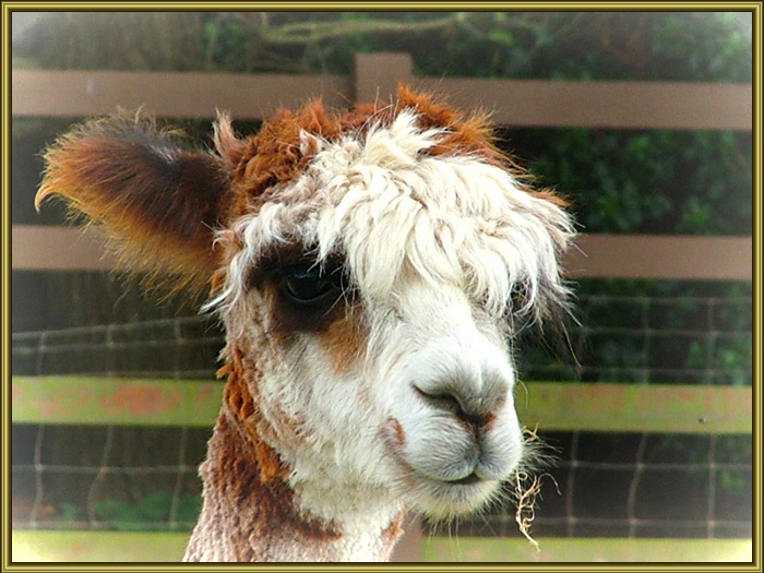 photo "Ah, I`m such silly!..." tags: nature, portrait, pets/farm animals