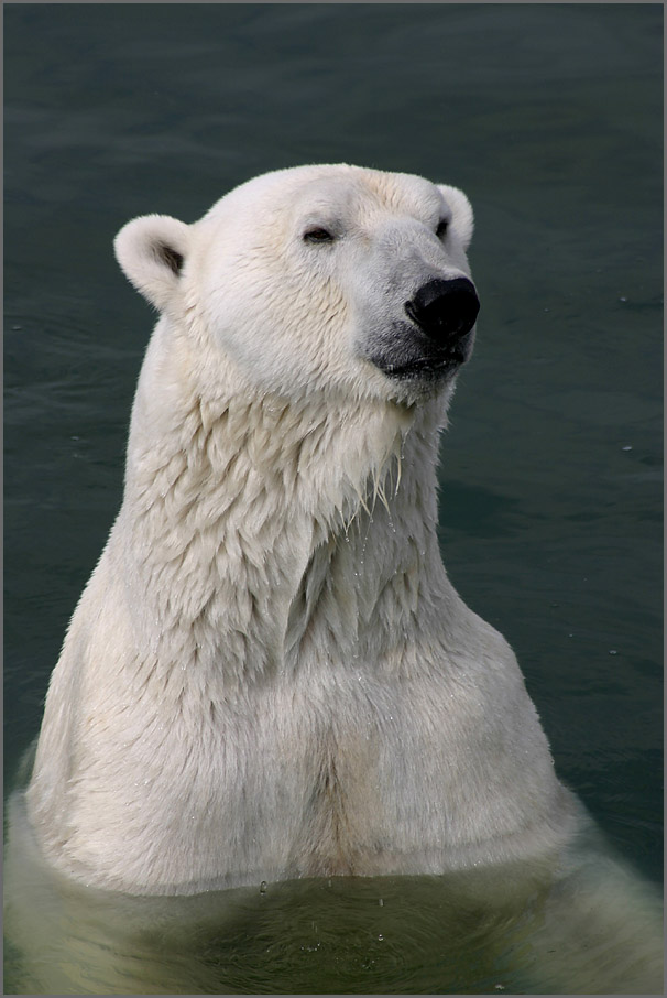 photo "Manasse" tags: nature, wild animals