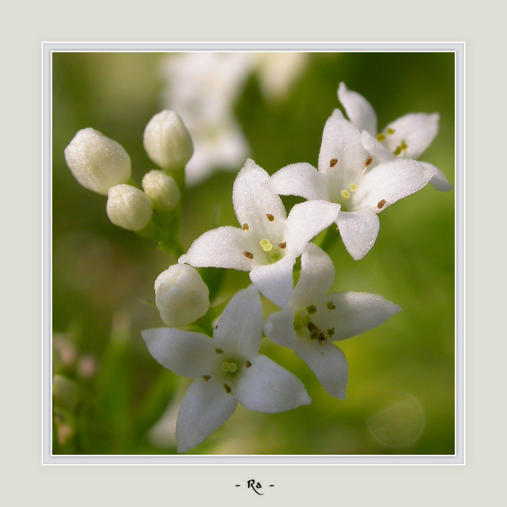 photo "Summer snow" tags: macro and close-up, nature, flowers