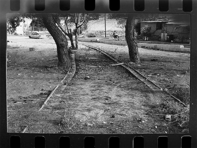 photo "perspectiva between 2 trees" tags: black&white, nature, 