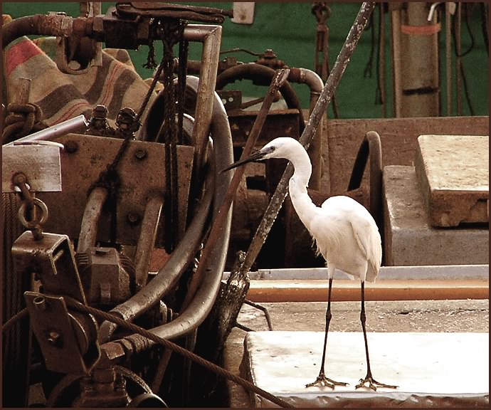 photo "Chief mechanic." tags: nature, genre, wild animals