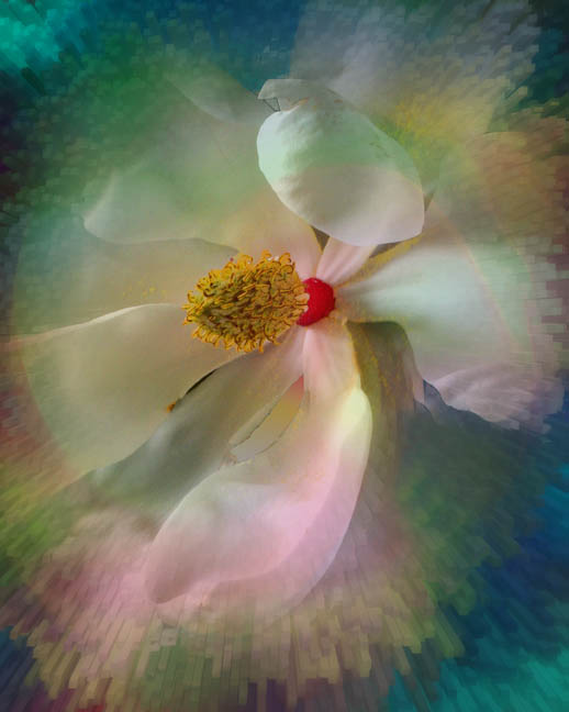 photo "Magnolia revisited" tags: montage, 