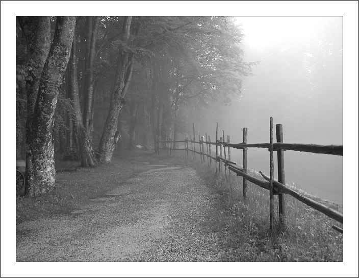 фото "The Fog" метки: пейзаж, лес, облака