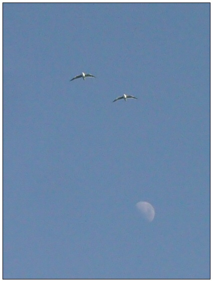photo "Travel to the Moon" tags: nature, 
