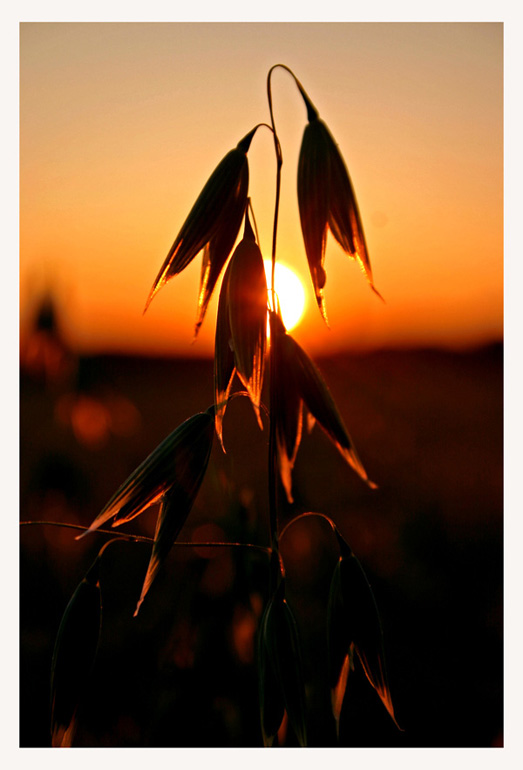 photo "Sunset in the confild" tags: landscape, sunset