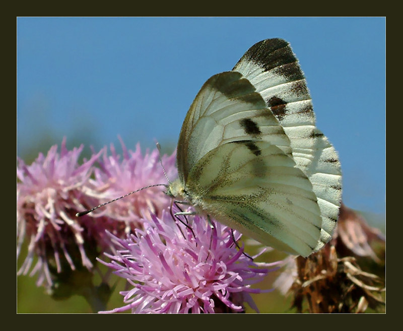 photo "Untitled photo" tags: macro and close-up, 